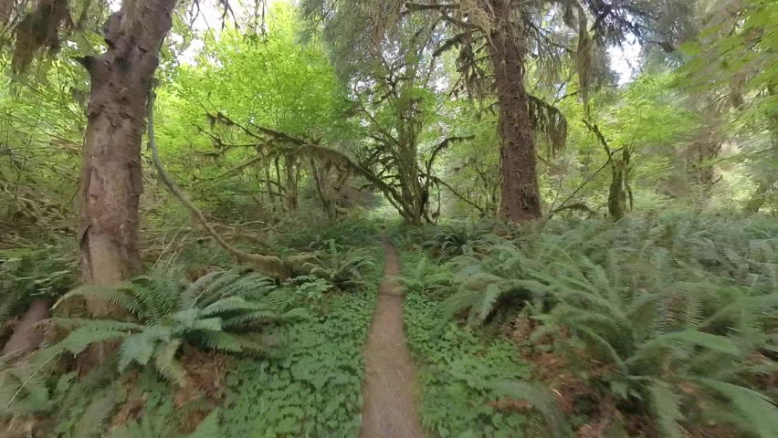 Hiking to a Bend in the Trail in the Olympic Rainforest