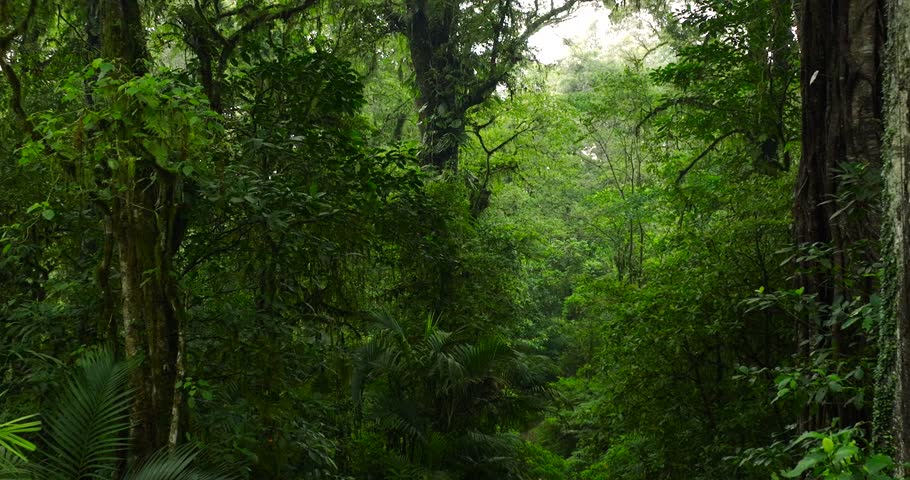 Lush green jungle with abundant trees, plants, and groundcover Royalty-Free Stock Footage #3465175469
