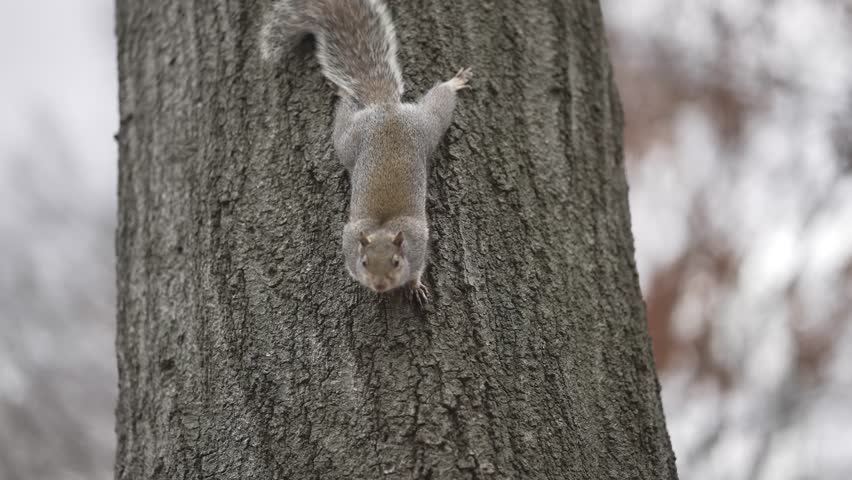 Squirrel Descending Tree Trunk Against Overcast Sky. Wildlife Moment Captured as Squirrel Curiously Observes Below. Autumn Scene with Bare Tree and Moody Sky, Perfect for Nature or Animal Themes