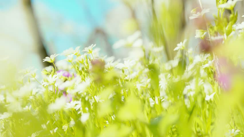 A close-up shot of vibrant white flowers, with a vivid blue sky in the background, highlighting nature's serene beauty