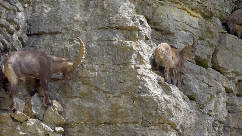 Slow motion of male Capra Ibex Climbing on steep cliff in sunlight. Medium shot.