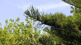 A fixed close-up shot of pine tree branches gently swaying in the wind on a day with a blue sky and some clouds in the background.