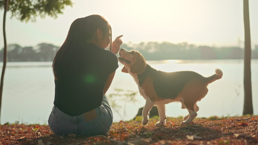 Rear view of woman enjoying with beagle dog pet and overlooks beautiful lake in outdoor sunset, Girls spend weekends in nature with a pet