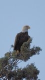 Bald Eagle on Treetop Looking Around Vertical Video