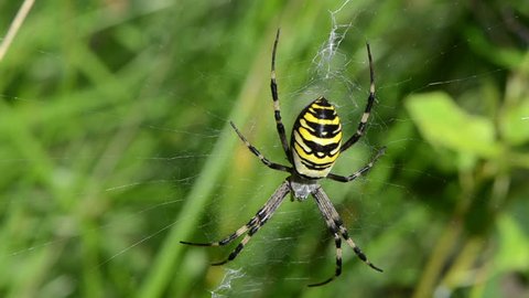 defocus blur meadow grass and wasp spider sit on spyderweb. striped yellow black color insect.