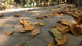 HD Video : Brown autumn leaves falling on waking footpath in the park.    