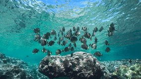Shoal of fish underwater below water surface on a rocky reef (whitespotted surgeonfish, Acanthurus guttatus), natural scene, Pacific ocean, French Polynesia, Huahine