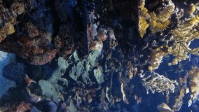 Beautiful coral gardens and many fish swim and feed in the clear blue sea. Vertical video.