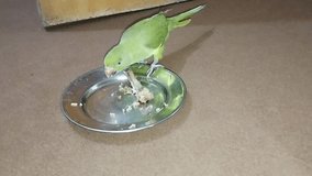 a green parrot eating rice and chicken bone in a steal plate, Birds, Pet.