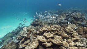 A mesmerizing video of diverse marine life in a vibrant coral reef underwater