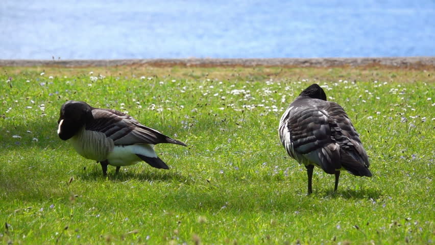 Two Canadian Geese Preen And Rest On A Vibrant Green Lawn By The Sparkling Blue Waters Of Stockholm