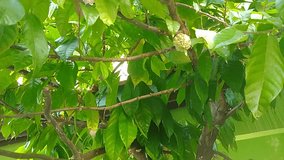 footage of cocoa tree, coklat