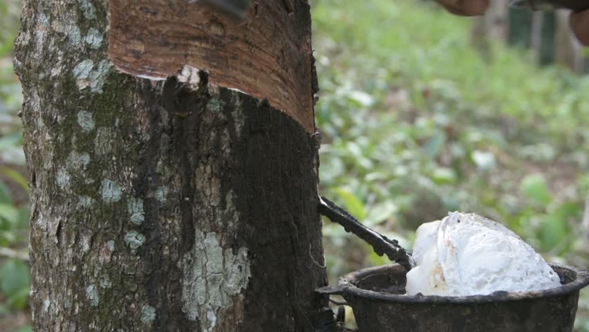 Rubber planters were his career by tapping rubber trees