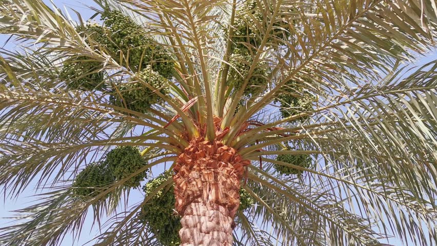 Low angle of unripe dates in a farm in Al Madinah, Saudi Arabia (KSA). Royalty-Free Stock Footage #3465529191