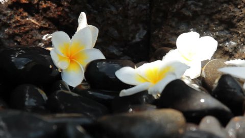 ビジネススーツを着た男がカモミールの花びらを引っ張る 接写 花占い 好き嫌い の動画素材 ロイヤリティフリー Shutterstock