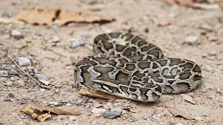 Young Snake Burmese Python (Python bivittatus) that coiled itself in place and slowly slithered away on the ground and dry leaves. Royalty-Free Stock Footage #3465574473