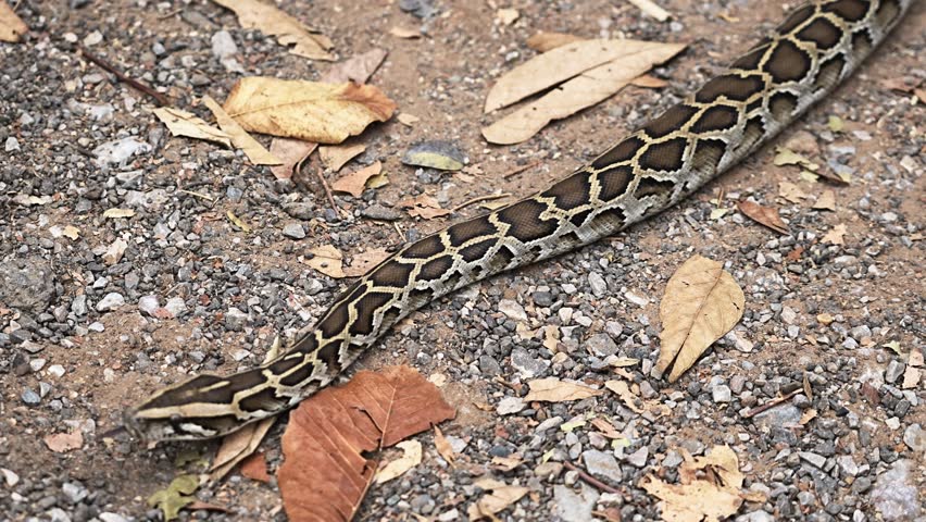 Young Snake Burmese Python (Python bivittatus) that slithers away on the ground and dry leaves. Royalty-Free Stock Footage #3465574683