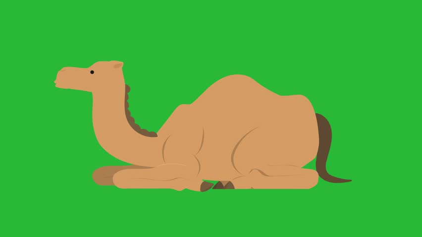 2d cartoon green screen,camel sitting,camel running,camel sleeping,camel eating,camel sitting Royalty-Free Stock Footage #3465602069