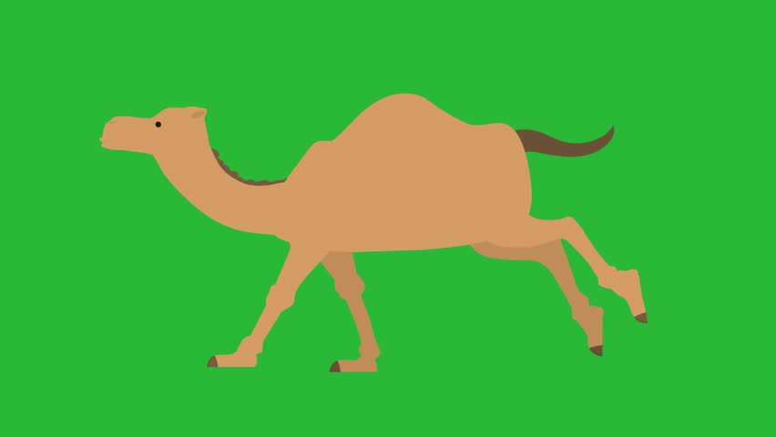 2d cartoon green screen,camel sitting,camel running,camel sleeping,camel eating,camel sitting Royalty-Free Stock Footage #3465602149