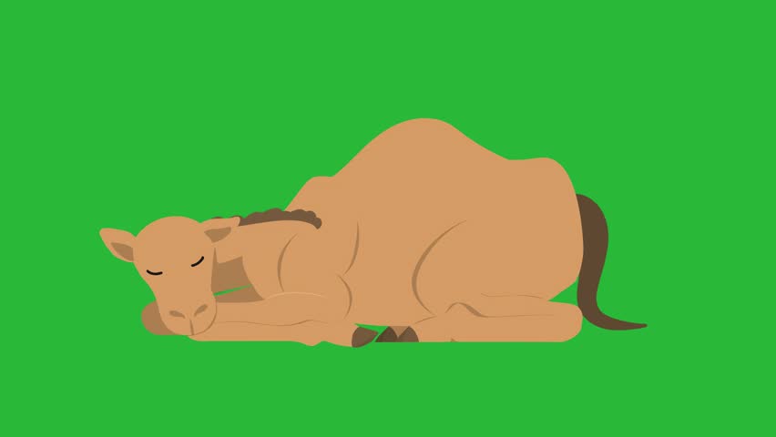 2d cartoon green screen,camel sitting,camel running,camel sleeping,camel eating,camel sitting Royalty-Free Stock Footage #3465602155