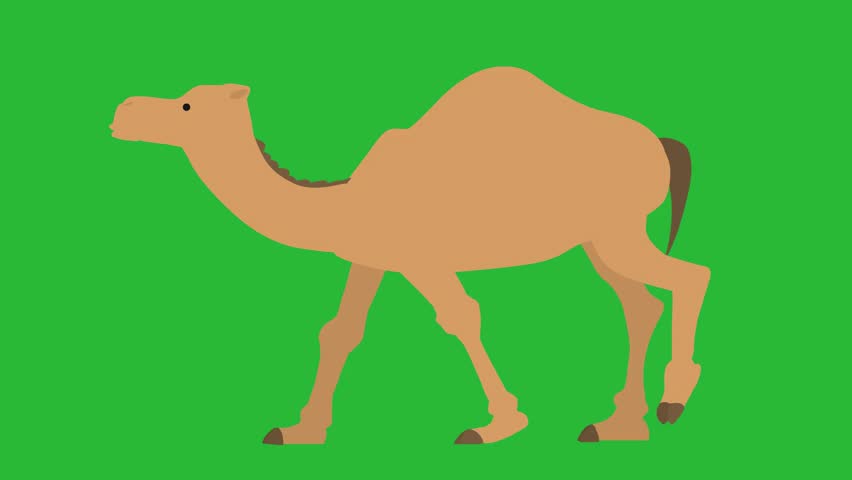 2d cartoon green screen,camel sitting,camel running,camel sleeping,camel eating,camel sitting Royalty-Free Stock Footage #3465602211