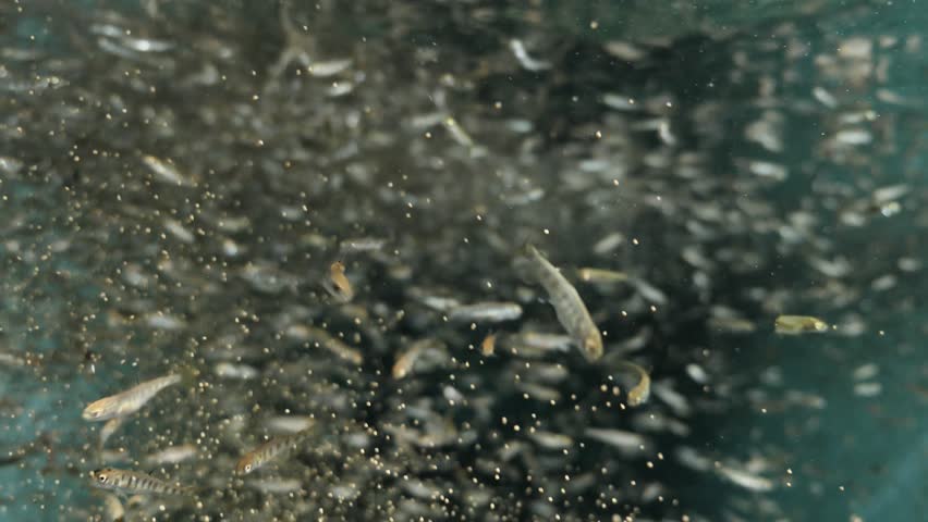 fish farm juvenile  trout underwater feeding fenzy , young fish going crazy for food