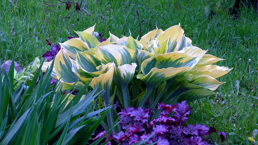 scenic nature beautiful flower garden