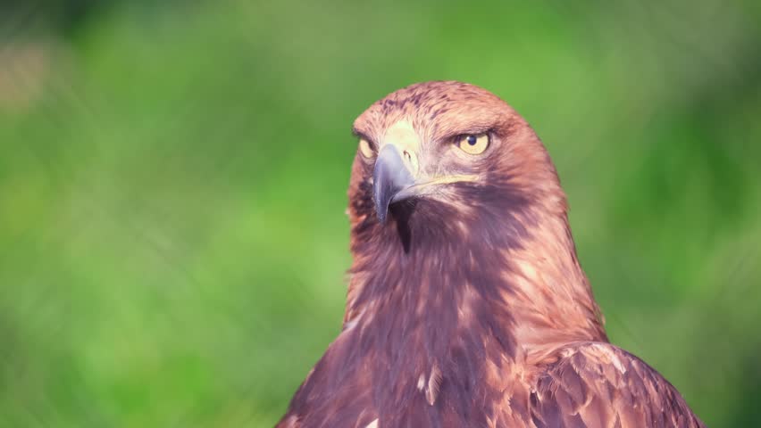 Golden eagle close-up against a background of green trees. A bird of prey hunts for its prey. The eagle sits and turns its head to the sides. Falcon hunting.