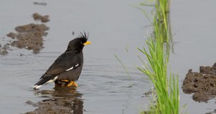 Crested myna (Acridotheres cristatellus) or Chinese starling bird bathing on the ground. High definition shot at 4K, 60 fps video footage.