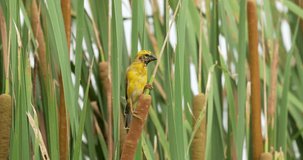 A male Asian Golden Weaver bird (Ploceus hypoxanthus) on the tree. High definition shot at 4K, 60 fps video footage.
