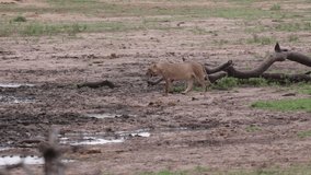 A lion drinking water at the waterhole