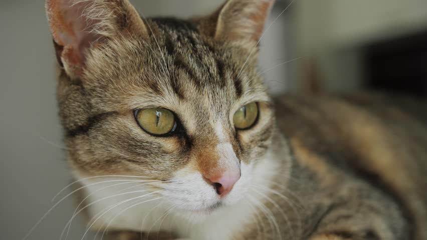 Portrait of adorable beautiful tabby cat kitty domestic pet. Muzzle of cat close up.