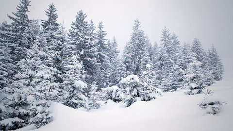 Snow covered fir trees in mountains with snowfall