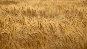 Wheat Field Of Gold Color. Real Time. Video