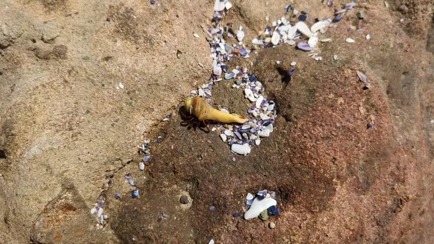 A small hermit crab hides in a piece of seaweed and moves along a rock under the scorching sun.