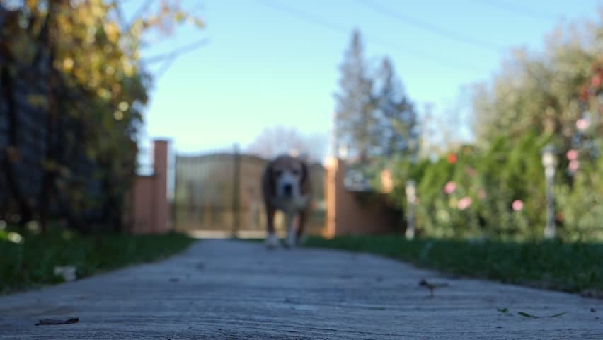 Blurred bottom view with a beagle approaching the camera