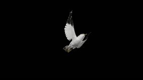 American Seagull Bird - Flying Loop - Low Angle View CU - Alpha Channel - Realistic 3D animation isolated on transparent background with alpha channel