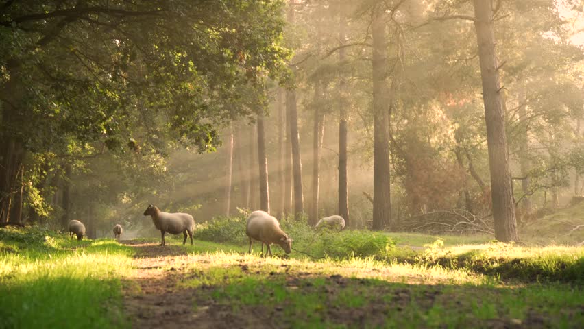 Flock of Sheep Grazing in the Woods. A flock of sheep grazing on fresh grass. Royalty-Free Stock Footage #3465932949
