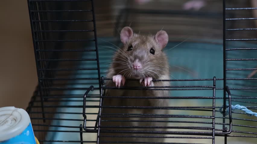 Domestic rat in a cage holds food with its paws and eats. A rodent with whiskers, a tail, and whitefooted mice is sitting in a cage, gazing out the window. It may be a pet or a pest like packrats