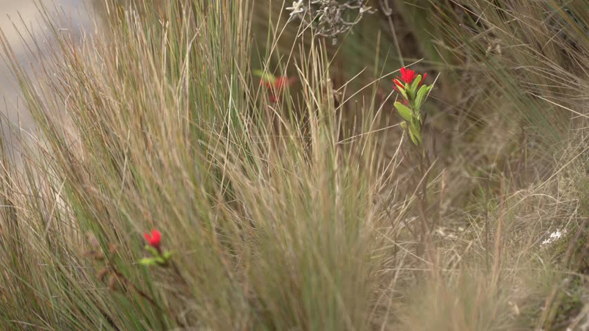 Ecuador Andes Mountains El Cajas Flora