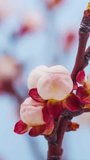 Apricot fruit tree flower blossoming timelapse vertical video