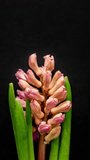 Vertical time lapse video of a Hyacinth flower blossoming against a black background