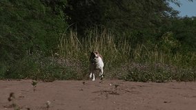 slow motion video of jack russell terrier dog barking wagging his tail and paying attention by raising his ears
