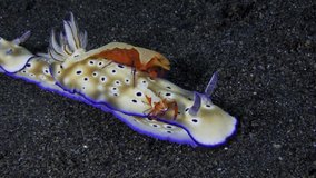 The underwater symbiotic relationship - a couple of Emperor shrimps - Zenopontonia rex are riding a nudibranch (sea slug) - Hypselodoris tryoni. Tulamben, Bali, Indonesia. 4k underwater video.