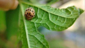 video of a koksi beetle sticking to a leaf
