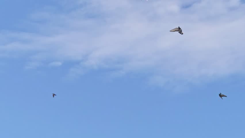 Slow motion of a flock of birds and pigeons flying against the blue sky. View from bottom to top