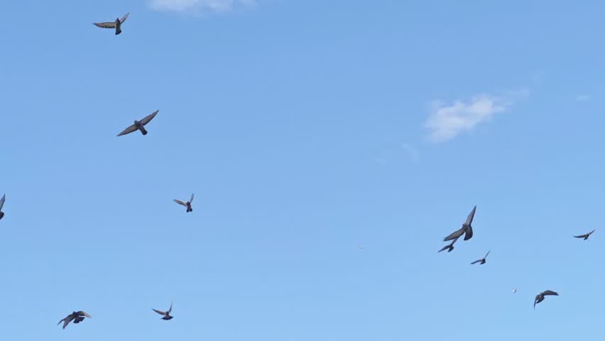 Slow motion of a flock of birds and pigeons flying against the blue sky. Bottom up close up view