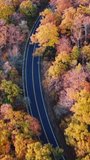 Colorful Autumn Forest Road Aerial View Mobile Video