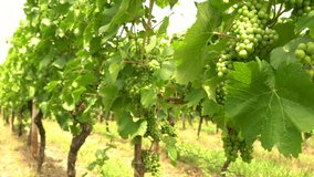 4K video clip of grape vines growing in a Rhine Valley vineyard, Germany, Europe