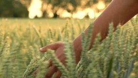 4K video clip of young mixed race adult woman female girls hand feeling the top of a field of barley crop at sunset or sunrise